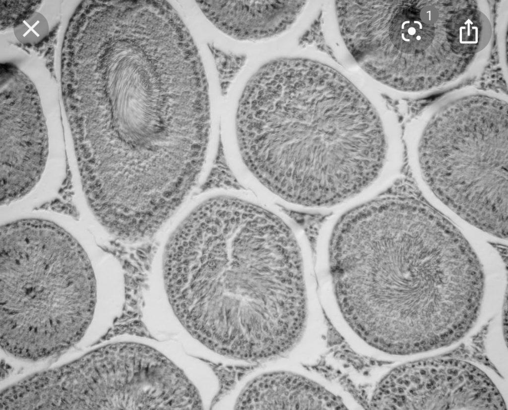 macro photo body cells